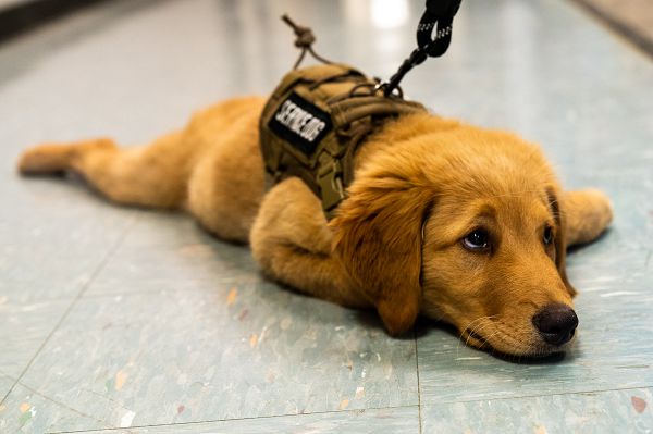 Koda, the new support dog for the 139th Airlift Wing, Missouri Air National Guard, poses during a photoshoot at Rosecrans Air National Guard Base, St. Joseph, Mo., Oct. 10, 2023. Koda is a 4-month-old goldendoodle training to be a certified post-traumatic stress disorder support dog, therapy dog and comfort dog. (U.S. Air National Guard photo by Senior Airman Janae Masoner) 