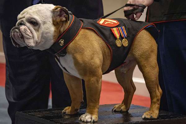 Chesty XVI, mascot of the Barracks, stands at attention during a promotion ceremony at Marine Barracks Washington, Jan. 17, 2024. Chesty XVI was promoted to the rank of Lance Corporal by the Honorable Carlos Del Toro, Secretary of the Navy. (U.S. Marine Corps photo by Lance Cpl. Chloe N. McAfee)