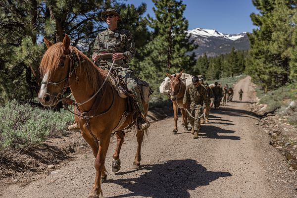 U.S. Marine Corps Cpl. Andrew Cobb, a rifleman with Fox Company, 2nd Battalion, 25th Marine Regiment, 4th Marine Division, leads a military working mule through an arena during Animal Packers Course 23-1 at Marine Corps Mountain Warfare Training Center, Bridgeport, California, June 18, 2023. Animal Packers Course teaches personnel to load and maintain pack animals for military applications in difficult terrain with mission-essential gear. (U.S. Marine Corps photo by Lance Cpl. Justin J. Marty) 