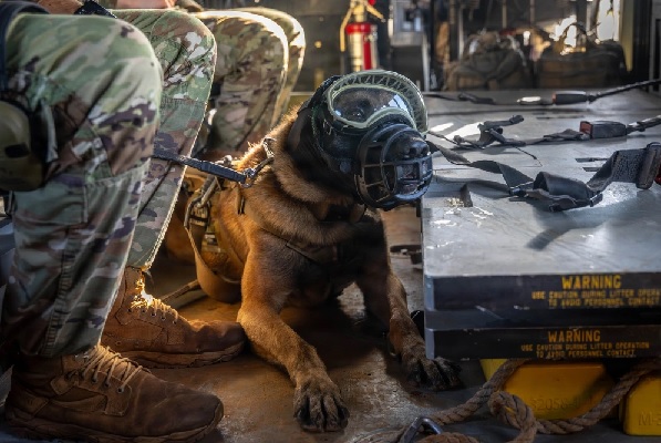 26 01 21 dustoff jungle medicine german shepherd support our troops inc