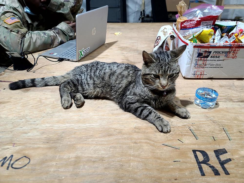 BPTA Mascot Lil' Mac named after our Battalion XO, who we refer to as Big Mac