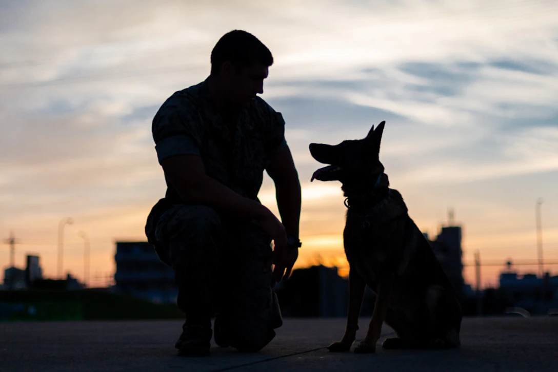 May 24, 2021 -  Comrade.  A U.S. Marine Corps military working dog and handler, conduct narcotics and explosives detection training on Camp Foster, Okinawa, Japan, Apr. 27.  Photo by Cpl. Sarah Marshall