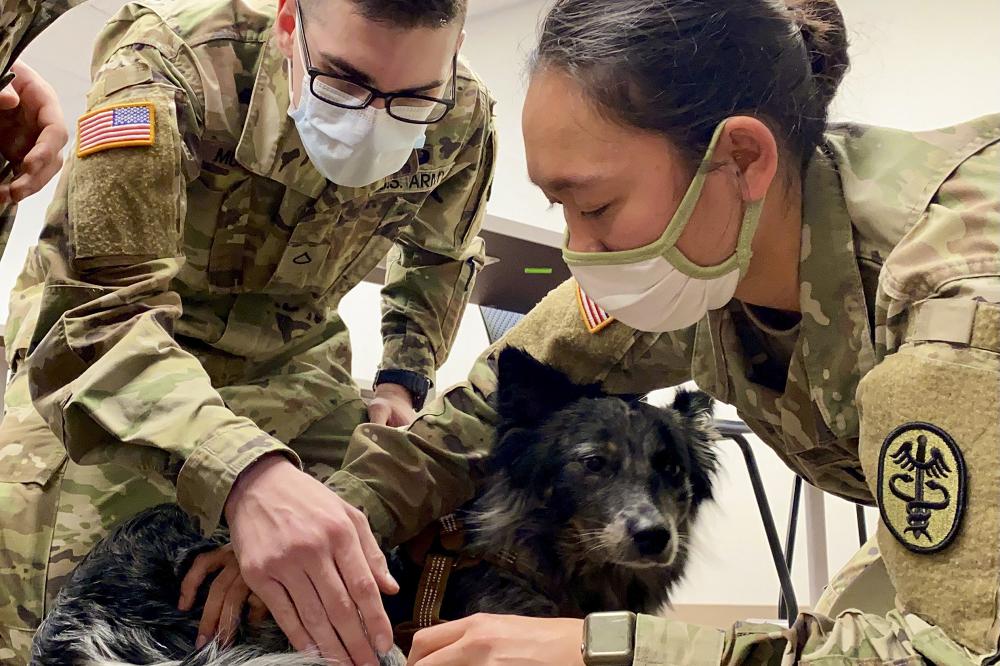 U.S. Army Veterinarian Capt. Neda Othman from the Fort Campbell Veterinary Center, shows Pfc. Matthew Murphy, assigned to BACH’s department of emergency medicine, one method to find a pulse on a military working dog. BACH Soldiers recently participated in K9 Tactical Combat Casualty Care training which teaches non-veterinary first responders how to perform point-of-injury care to military working dogs in order to preserve life, limb or eyesight when a veterinarian or animal care specialist is not available. U.S. Army photo by Maria Yager.