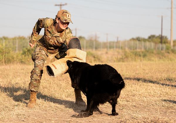 Second Lt. Madison Marsh, Miss America 2024, dons a bite sleeve during a K-9 training event Oct. 8, 2024, at Joint Base San Antonio-Lackland, Texas. The 341st Training Squadron represents the heart of the Department of Defense military working dog program, training over 600 handlers and nearly 300 canines annually. (U.S. Air Force photo by Miriam Thurber) 