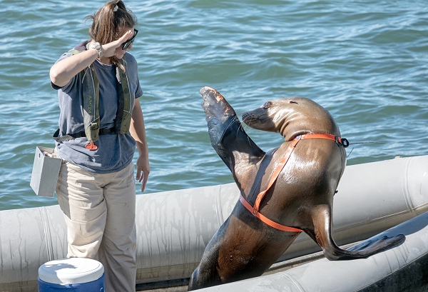 SAN DIEGO (Nov. 7, 2024) A scientist with the Naval Information Warfare Center (NIWC) Pacific Marine Mammal Program, gives hand signals to a California sea lion to simulate a salute during an exhibition in the San Diego Bay during Fleet Week San Diego 2024, November 7, 2024. Fleet Week San Diego is an opportunity for the San Diego residents and tourists to meet their Navy, Marine Corps and Coast Guard teams and experience America’s sea services. During fleet week, service members participate in various community relations events, showcase capabilities and equipment to the community, and enjoy the hospitality of San Diego and its surrounding areas. (U.S. Navy photo by Todd J. Hack)
