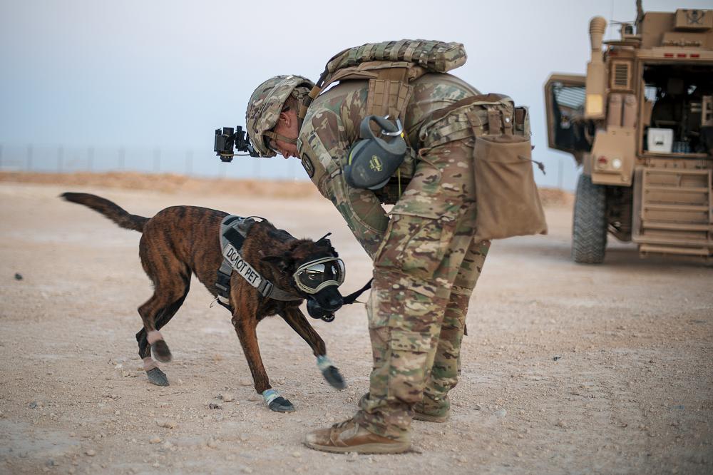 U.S. Army Spc. David Sheriff, 1st Battalion, 5th Infantry Regiment, 1st Brigade Combat Team,  25th Infantry Division, plays with Ddagmar, a military working dog, at Al Asad Air Base, Iraq, May 29, 2020. (U.S. Army photo by Spc. Derek Mustard)
