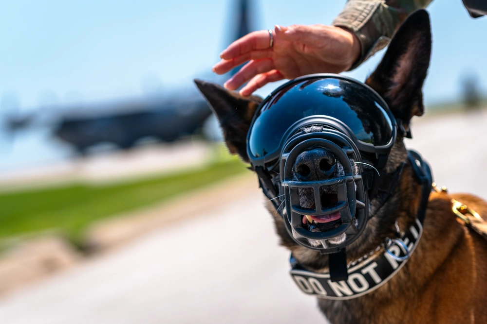 support our troops org hvi transfer dog 2025