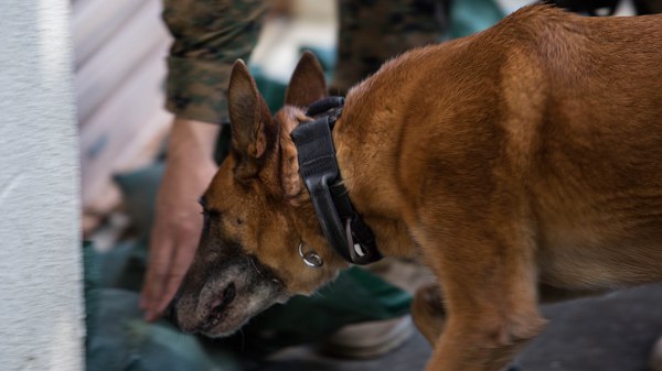 THE NOSE KNOWS… A K-9’S SPECIAL ABILITY SAVES LIVES