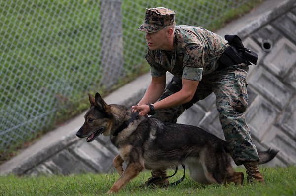 HOW THEY BECAME MAN’S BEST FRIEND