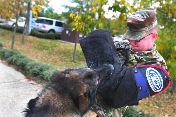 WHERE “WAR DOGS” COME FROM