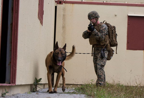 WORKING DOGS ON PATROL… SAVING LIVES, FINDING THE BAD GUYS