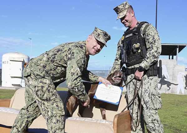 THANK YOU FOR YOUR SERVICE… WHAT HAPPENS TO MILITARY DOGS WHEN THEY RETIRE?