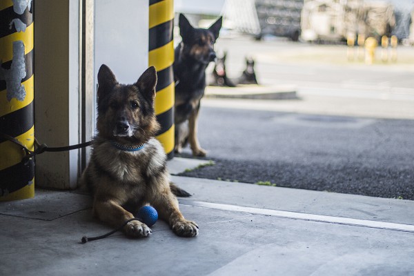 Marine Corps Air Station Iwakuni, Japan. (August 12, 2022). In this photo by Corporal Andrew Jones, Japanese working dogs wait their turn to perform a search at Marine Corps Air Station Iwakuni, Japan. Their K-9 handlers are from the Japan Maritime Self-Defense Force who depend on German Shepherds for perimeter defense and bomb/drug detections.  
